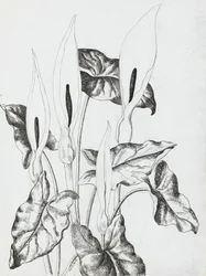 Arum-Lilien